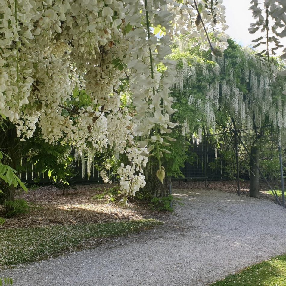 Garden Wedding Auckland